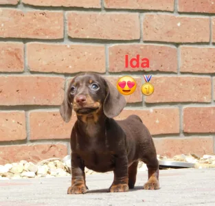 Tacskó - Ida