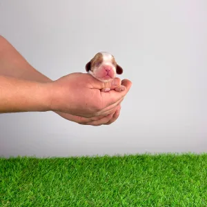 Cavalier King Charles Spaniel - Iwana