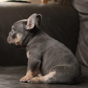 Francia bulldog - Wendy