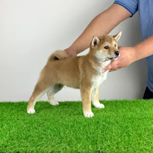 Shiba - Ilfov