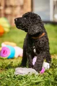 French Water Dog - Fudge