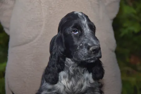 Angol Cocker spániel - Wonderfull