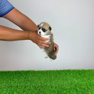 Welsh Corgi Pembroke - Cosima