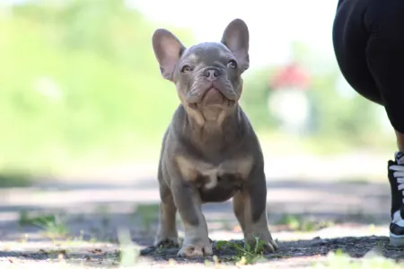 Francia bulldog - Vodka