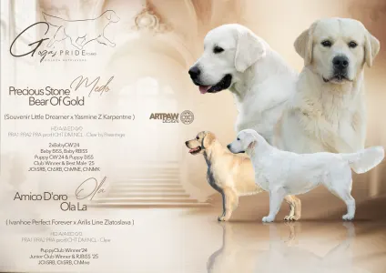 Golden Retriever - Orange Girl