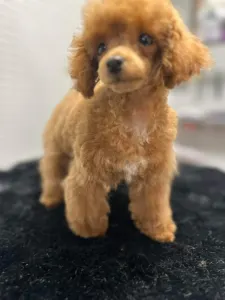 Poodle Toy - Prada Pupett