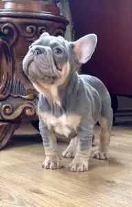 French Bulldog - Steel Wing Bullz Nolan