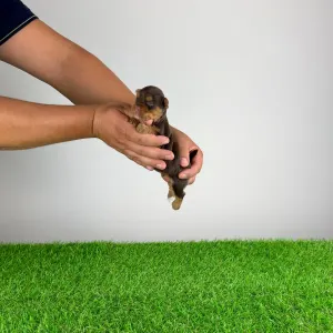 Yorkshire terrier - Harmony
