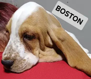 Basset Hound - Boston