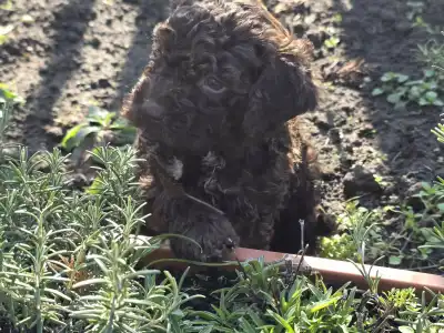 Romagna Water Dog - Bizsu