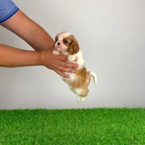 Cavalier King Charles Spaniel - Karosso