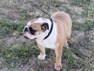 Bulldog - Legendary Winners Lasa