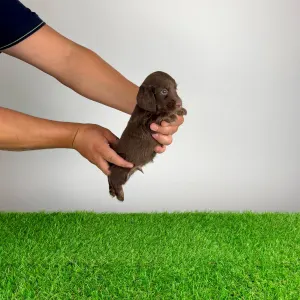 Dachshund - Guba