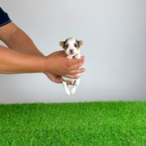 Biewer terrier - Gerlos