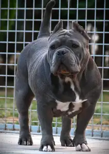 American Bully - Pocket - Ghostface Fighters Kennel