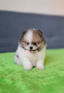 German Pomeranian Spitz - Panda 