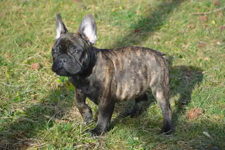 French Bulldog - Hiro