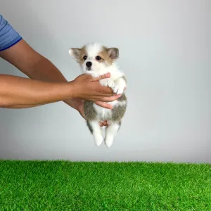 Welsh Corgi Pembroke - Chita