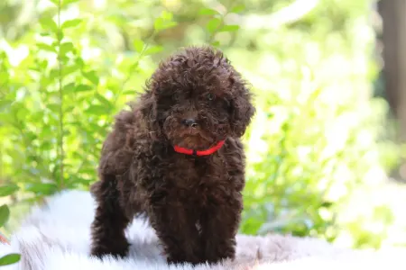 Poodle Miniature - Thalia