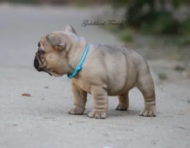 Francia bulldog - Yago