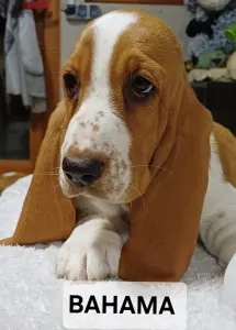 Basset Hound - Bahama