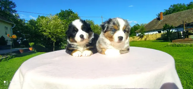 Miniature American Shepherd - Avenger Of St. Groth "marvel"