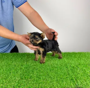 Yorkshire terrier - Petty