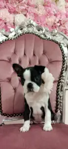 Boston Terrier - Holly