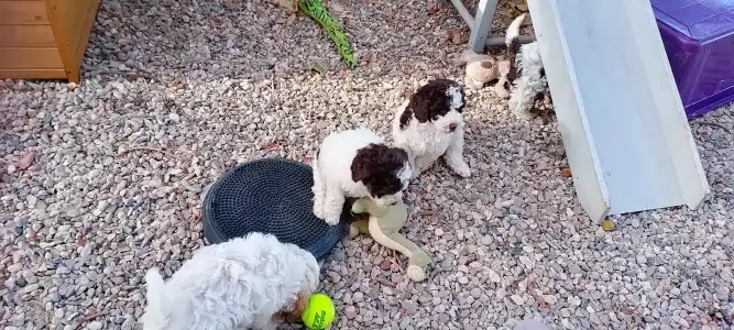 Romagna Water Dog - Lagotto Passion Aureate Eleni