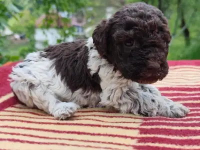 Lagotto Romanjolo - Deforest  Royal Town Of Bobovac