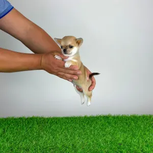 Chihuahua - Esta