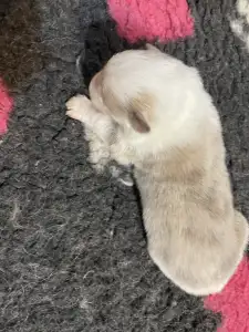 Border Collie - Blue