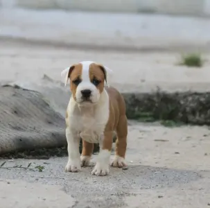 Staffordshire Terrier américain - Predator King Of Montenegro Amstaff