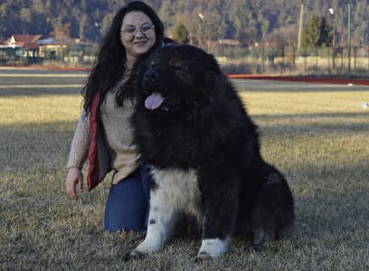 Caucasian Shepherd Dog - Shurik Russtil K.o.
