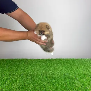 Pomeranian - Mandarin