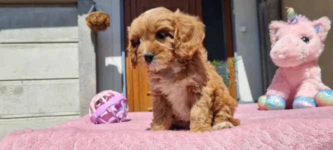 Cavapoo - Barack