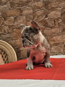 Francuski buldog - Danilo