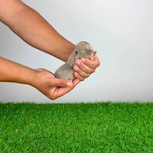 Chihuahua - Hurry