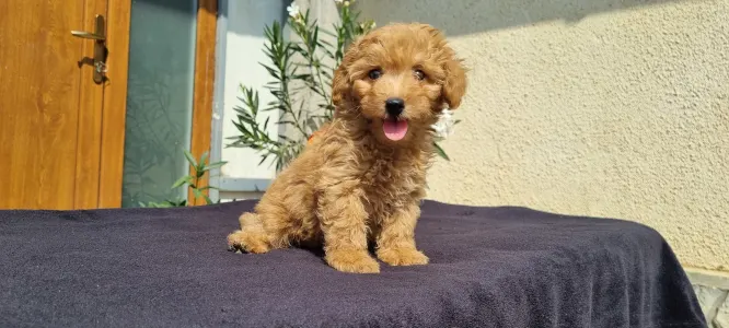 Caniche Toy - Odin