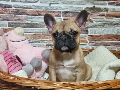 French Bulldog - Gemma