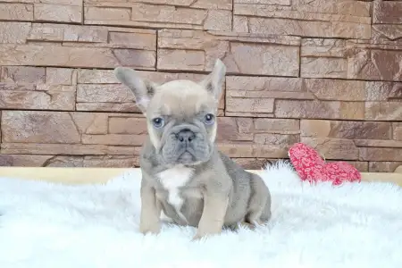 French Bulldog - Vera