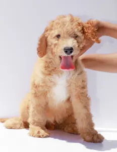 Goldendoodle - F1b Buddy