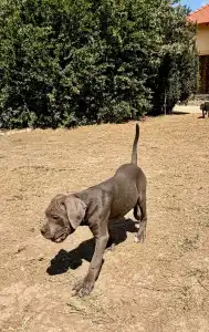 Cane Corso - Tommyboy