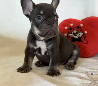Francouzský buldoček - Hádész