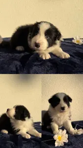 Border Collie - Fields Of Treasure Hold The Line