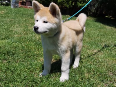 Akita Inu - Kenzo Yanagi No Tani