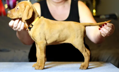 Wyżeł węgierski krótkowłosy - Pörgelóci Bugatti