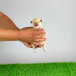Shiba inu - Yuki