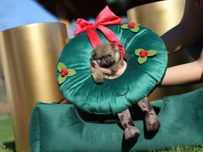 German Pomeranian Spitz - Mona๐ฉท