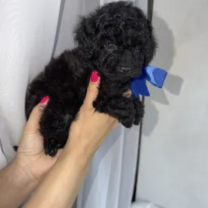 Той-пудель - Rafael Royal Legend Of The Kanis